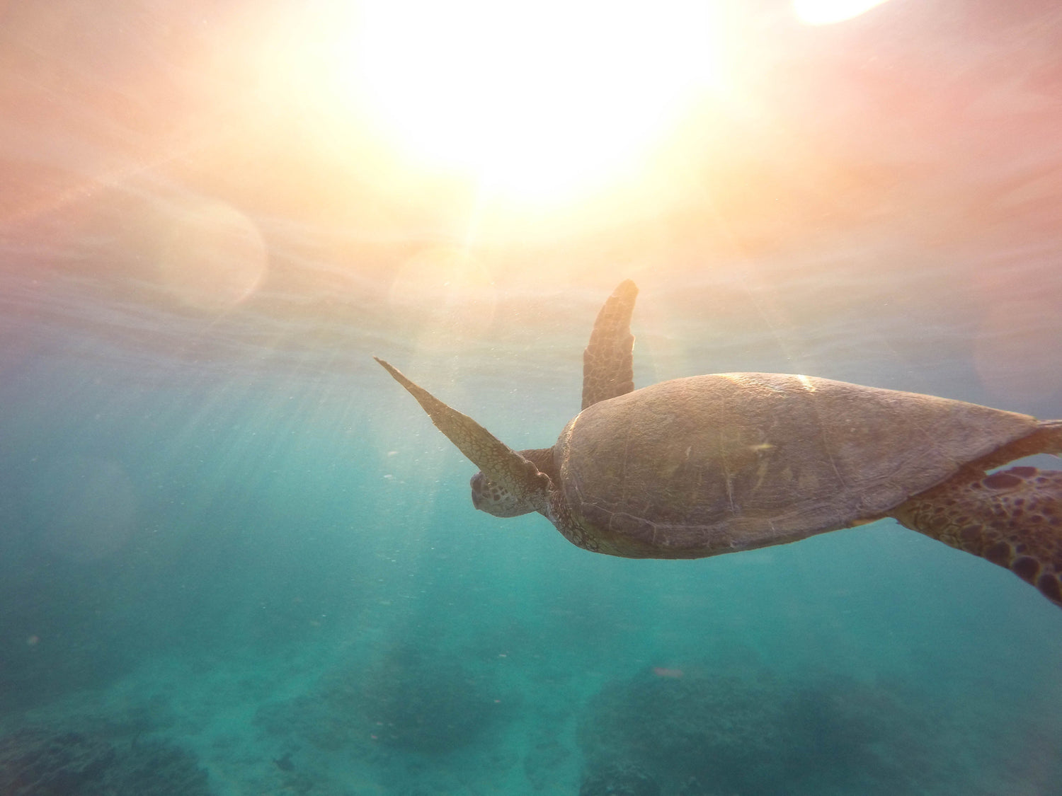 une tortue qui nage dans l'océan